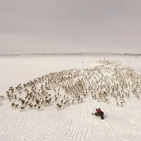 Authentic Sami Reindeer Herding Adventure In Arctic Norway
