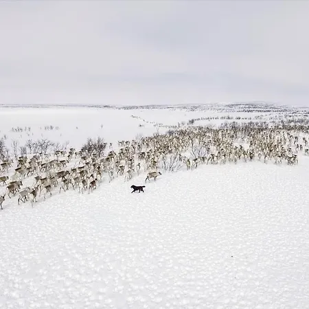 Authentic Sami Reindeer Herding Adventure In Arctic Norway *
