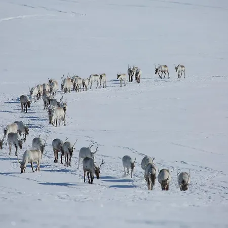 Lodge Authentic Sami Reindeer Herding Adventure In Arctic Norway Kautokeino